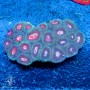Favia sp. - Colored - Ultra (L)