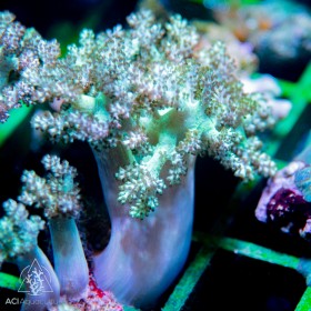 Capnella - Kenya Tree Green (Indo-Pacific) (L)