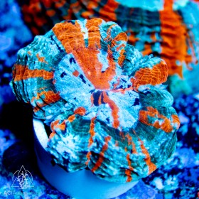 Acanthophyllia- Ultra (Indo-Pacific) (M/L)