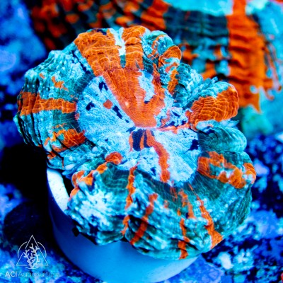 Acanthophyllia- Ultra (Indo-Pacific) (M/L)