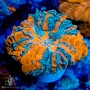 Acanthophyllia- Super (Indo-Pacific) (M/L)