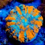 Acanthophyllia- Super (Indo-Pacific) (M/L)