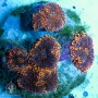 Ricordea yuma -  Orange Colony (Indo-Pacific)
