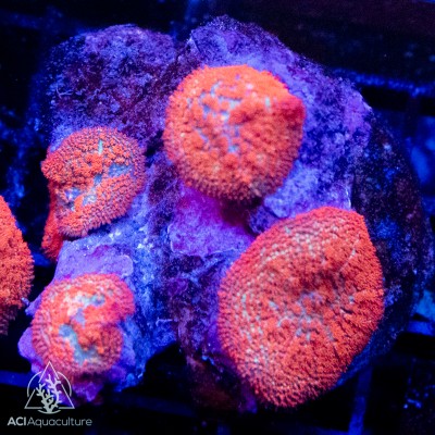 Rhodactis - Bull's Eye Ultra (Indo-Pacific) S