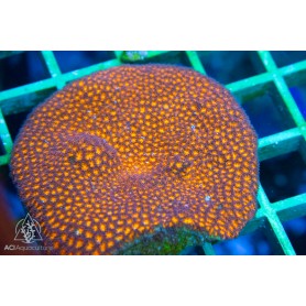 Leptastrea sp. - Orange (S) Leptastrea sp. - Orange (S)