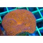 Leptastrea sp. - Orange (S)