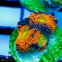 Acan echinata - Ultra