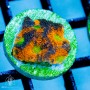 Acan echinata - Ultra