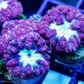 Blasto wellsi  - Purple S (Aus) Triple Blasto wellsi  - Purple S (Aus) Triple