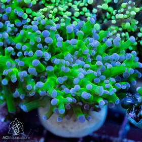 F paradivisa - Purple Tip Frogspawn
