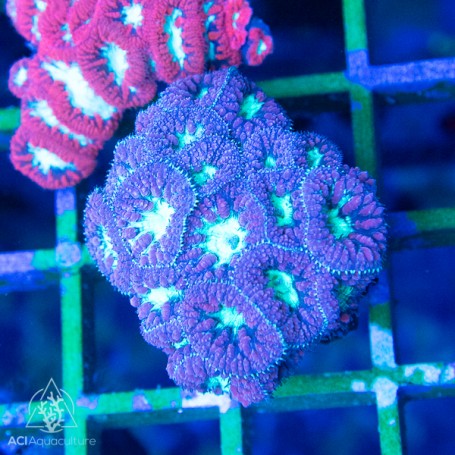 Blastomussa Wellsi - Purple wGreen (Per Polyp)