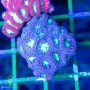 Blastomussa Wellsi - Purple wGreen (Per Polyp)