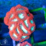 Blastomussa Wellsi - Red wGreen (Per Polyp)
