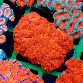 Micromussa lordhowensis - Ultra (Aus) (S) Micromussa lordhowensis - Ultra (Aus) (S)