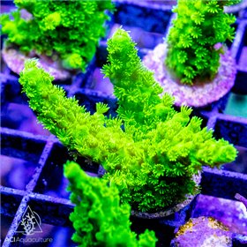 ACI Jake Adams Toxic Acropora florida (Frag To Order) ACI Jake Adams Toxic Acropora florida