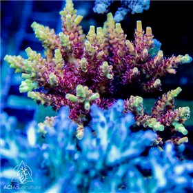 ACI Shenanigans Acropora sp. 