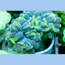 Plerogyra sinosa - Bubble Cats Eye Neon (Indo Pacific) M