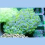 Plerogyra sinosa - Bubble Cats Eye Neon (Indo Pacific) L
