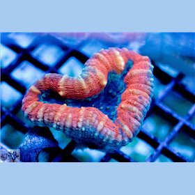 Lobophyllia - Ultra Aussie M Lobophyllia - Ultra Aussie M
