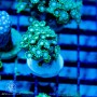 Alveopora sp. - Green Branching frag (Indo-Pacific) M