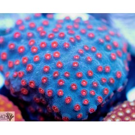 ACI Meteorshower Cyphastrea