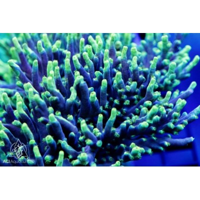 Acropora speciosa Coral