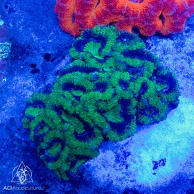 Micromussa lordhowensis - Greens  (Aus) - SS Micromussa lordhowensis - Greens  (Aus) - SS