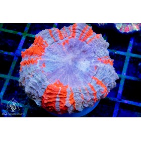 Acanthophyllia- Super (Indo-Pacific) (M/L)