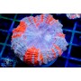 Acanthophyllia- Super (Indo-Pacific) (M/L)