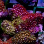 Zoanthid spp. Ultra (Indo-Pacific) L