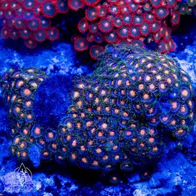 Zoanthid spp. Ultra (Indo-Pacific) M