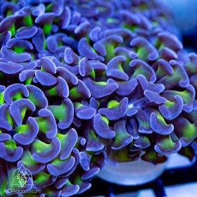 F paraancora - PurpleTip Green stem Hammer