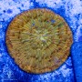 Fungia/Cycloseris - Orange Unique   (Indo-Pacific)