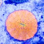 Fungia/Cycloseris - Orange S/M  (Indo-Pacific)