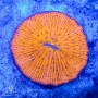 Fungia/Cycloseris - Orange S/M  (Indo-Pacific)