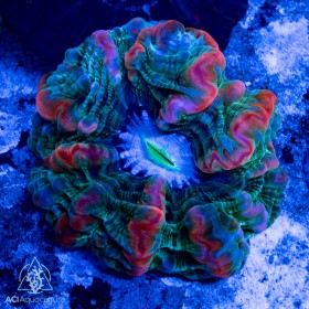 Indophyllia - Meat Coral Ultra Neon  (Indo-Pacific)