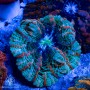 Indophyllia - Meat Coral Ultra Neon  (Indo-Pacific)