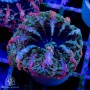 Indophyllia - Meat Coral Ultra Unique   (Indo-Pacific)