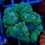 Indophyllia - Meat Coral   (Indo-Pacific)