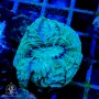 Indophyllia - Meat Coral   (Indo-Pacific)