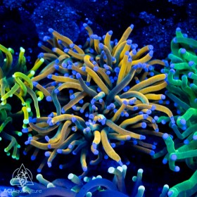 Euphyllia glab. - Green Gold Purple Tip Torch AKA Dragon Tamer