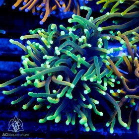 Euphyllia glab. - Gold Green Black Yellow Tip Torch AKA Dragon Soul