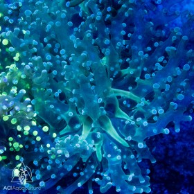 F paradivisa - Green Frogspawn F paradivisa - Green Frogspawn