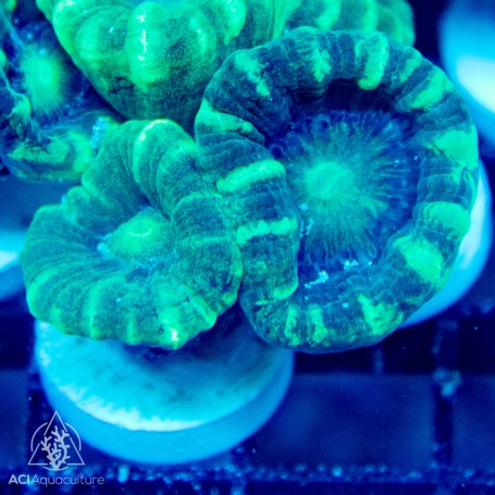 Caulastrea - Green Trumpet (double head)