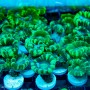 Caulastrea - Green Trumpet (double head)