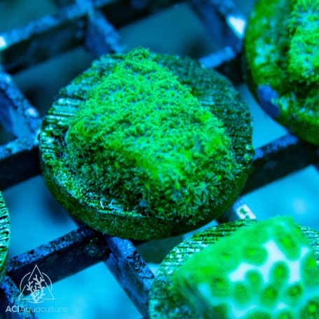 Leptastrea - Green