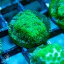 Leptastrea - Green
