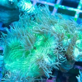 Catalaphyllia Jardinei - Neon Green Purple Tips Md Catalaphyllia Jardinei - Neon Green Purple Tips Md