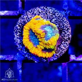 ACI Yellow Submarine Dipsastrea / Favia ACI Yellow Submarine Favia