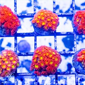 ACI Laffy Taffy Goniopora  minor